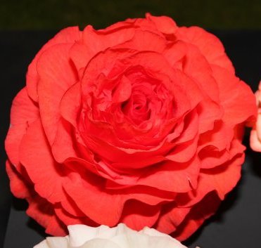 B. ‘Joan Watson’